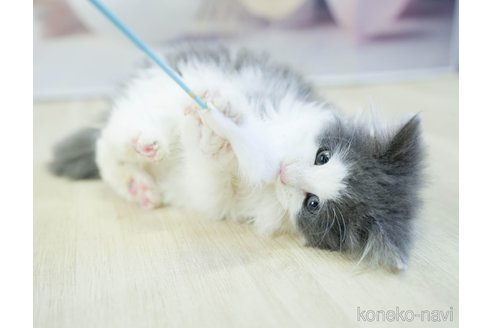 成約済の千葉県のノルウェージャンフォレストキャット-113538の3枚目